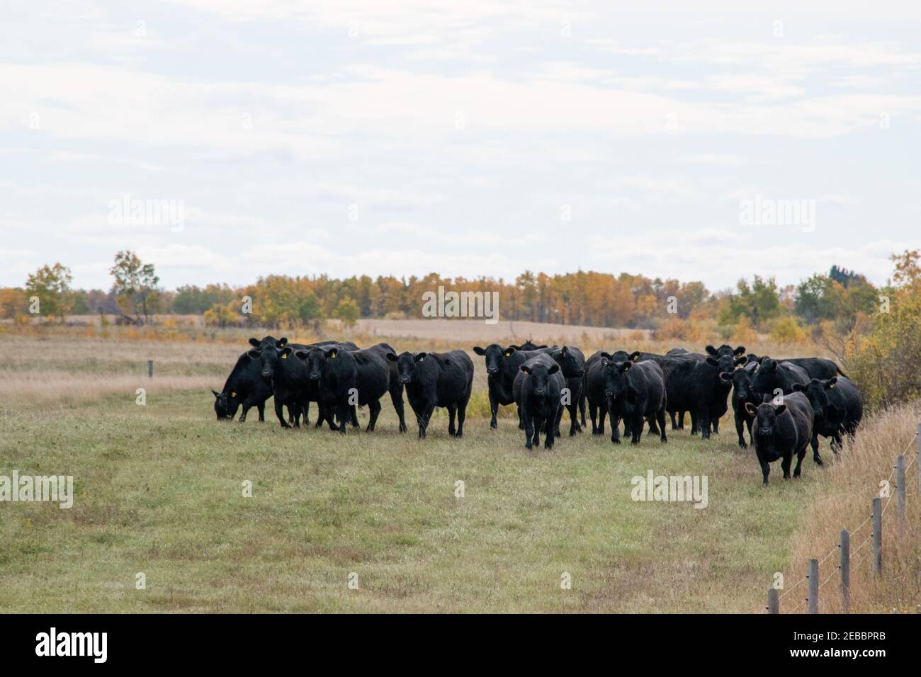 I bovini di Aberdeen Angus sono stati importati per la prima volta in Canada nel 1860. A nord di conifere, Saskatchewan, Canada. Foto Stock