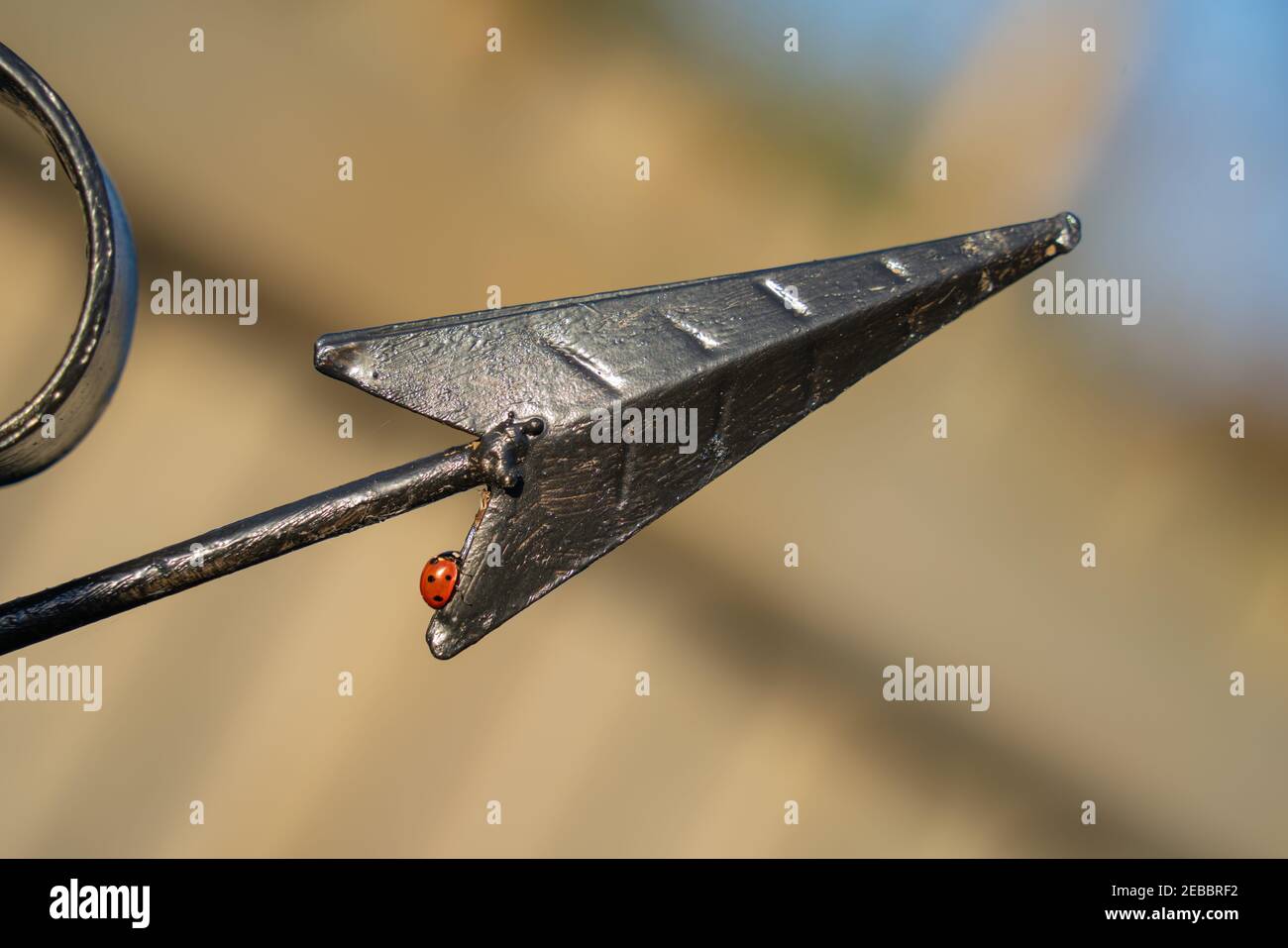 Ladybirds, insetto, ibernazione, diapause, stato adulto, sopravvivere, freddo mesi invernali, carenza di cibo, diventare dormiente, takeshelter, animazione sospesa Foto Stock