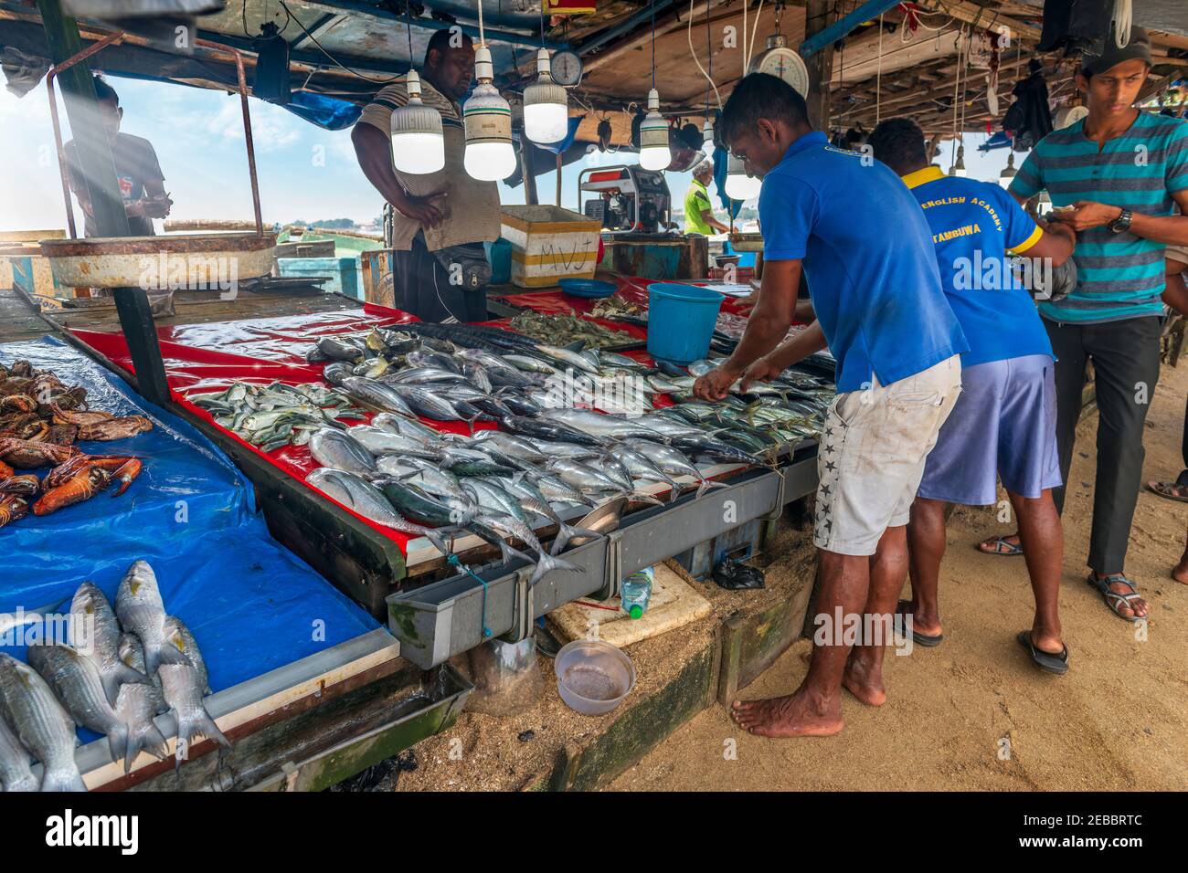 I pescatori mostrano le catture di mattina, sotto copertura dal caldo di mezzogiorno, al mercato locale del pesce a Galle, sulla costa sud-occidentale dello Sri Lanka Foto Stock