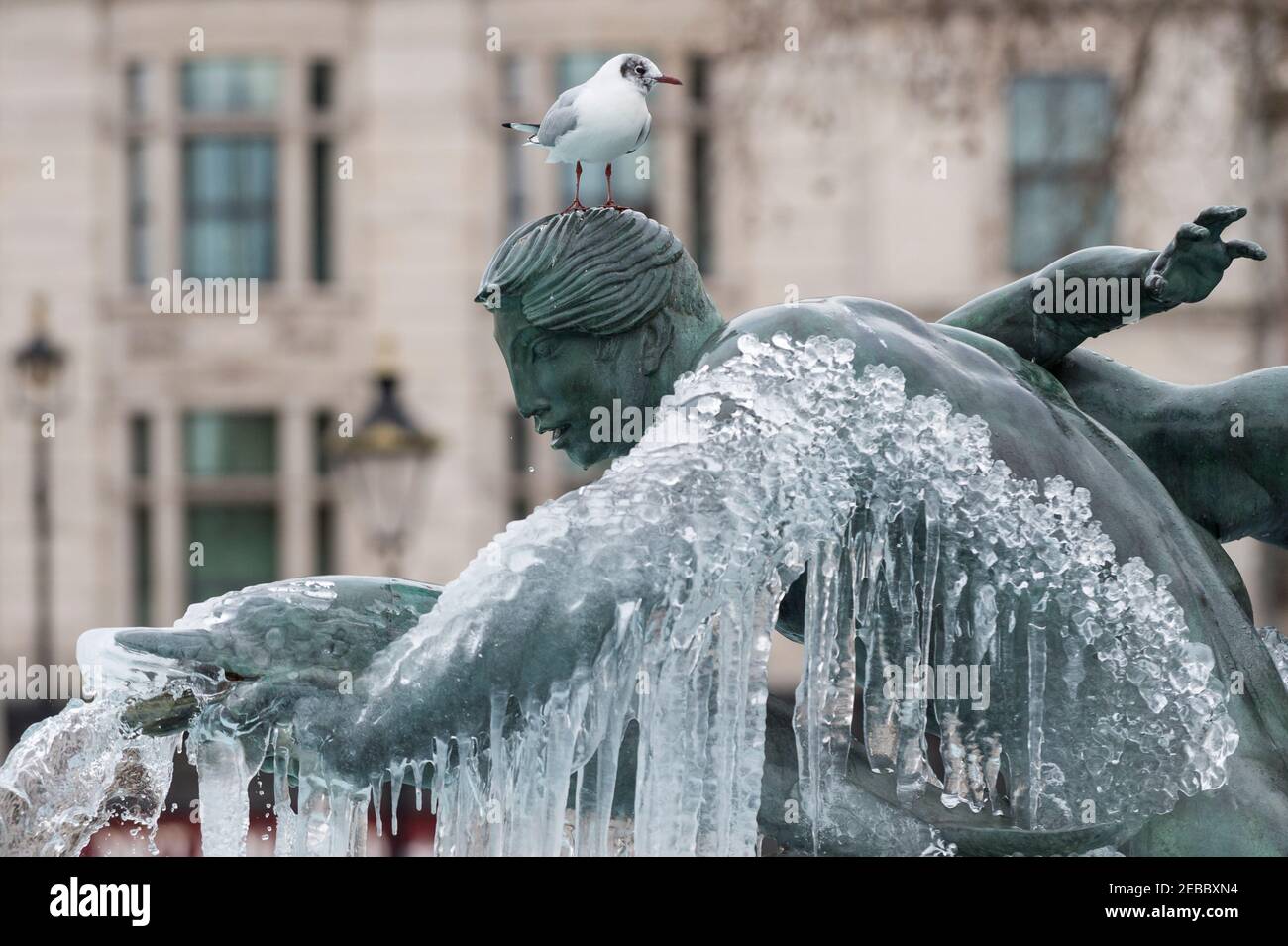 Londra, Regno Unito. 12 febbraio 2021. UK Weather: Un gabbiano sulla cima di una fontana ghiacciata in Trafalgar Square, mentre il clima freddo portato da Storm Darcy continua. Credit: Stephen Chung / Alamy Live News Foto Stock