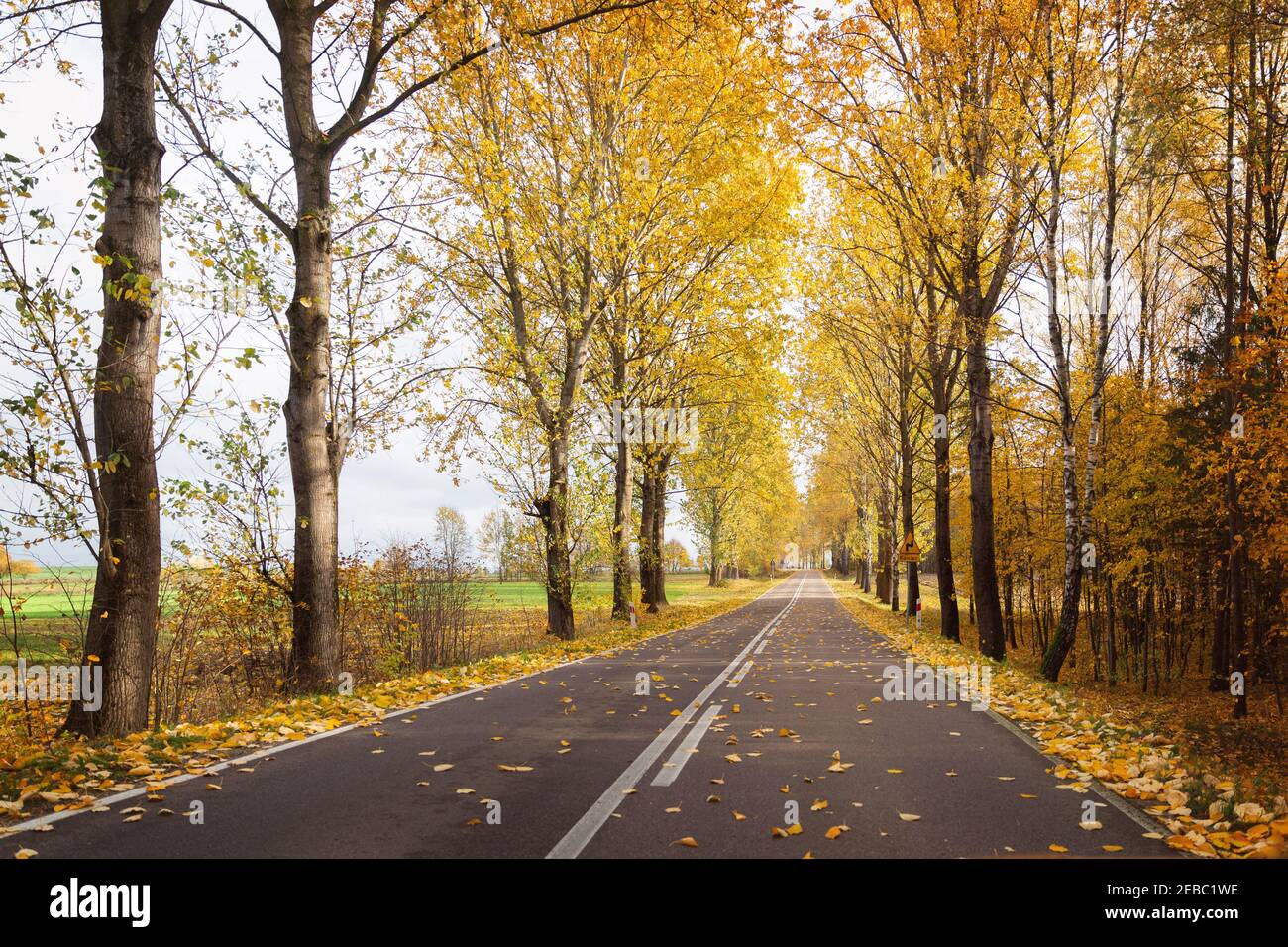 Strada autunnale con foglie gialle caduti Foto Stock