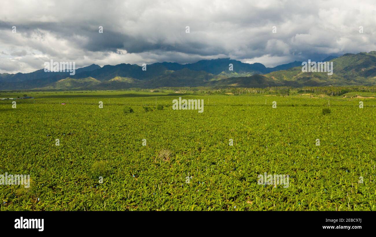 Drone aereo della piantagione di Banana che mostra le molte grandi foglie verdi di piante di banana. Filippine, Mindanao. Foto Stock