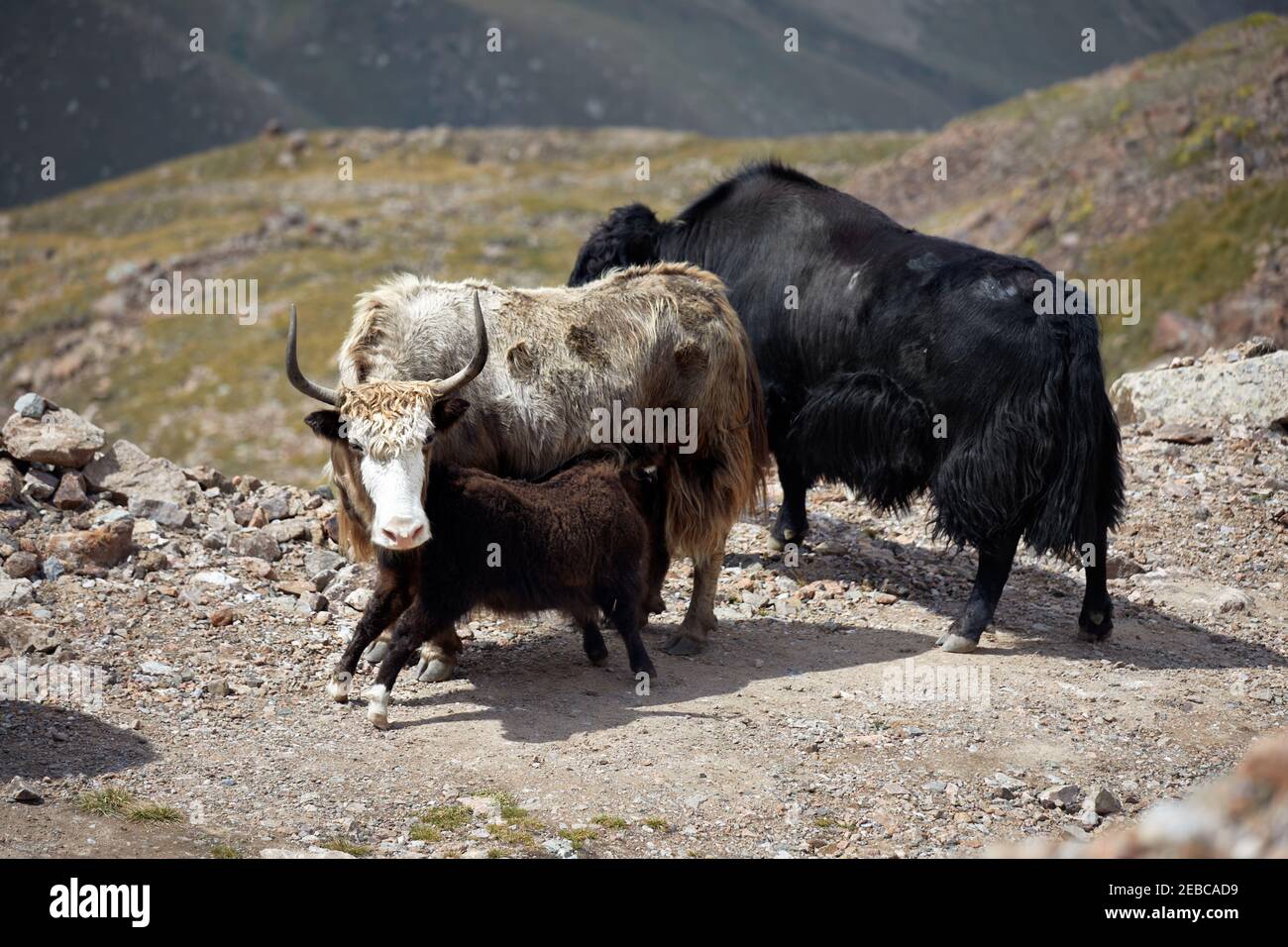 Mandria di Yaks sulla strada nella valle di montagna di Tien Shan in Kazakistan, Asia Centrale Foto Stock