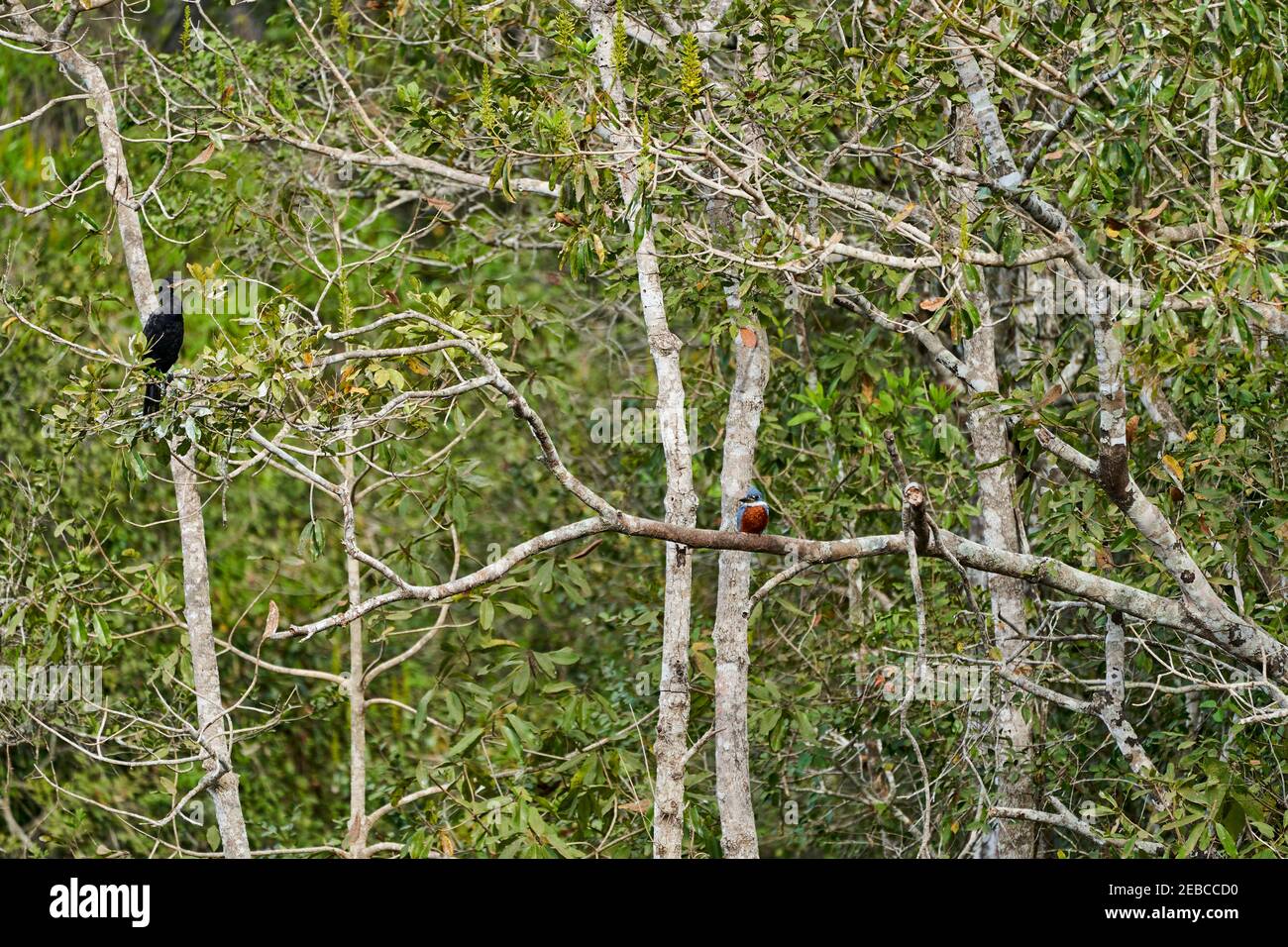 Uccelli esotici del Pantanal. Il cormorano neotropico o olivaceo, Phalacrocorax brasilianus, seduto lungo un re pescatore, zone umide di Th Foto Stock