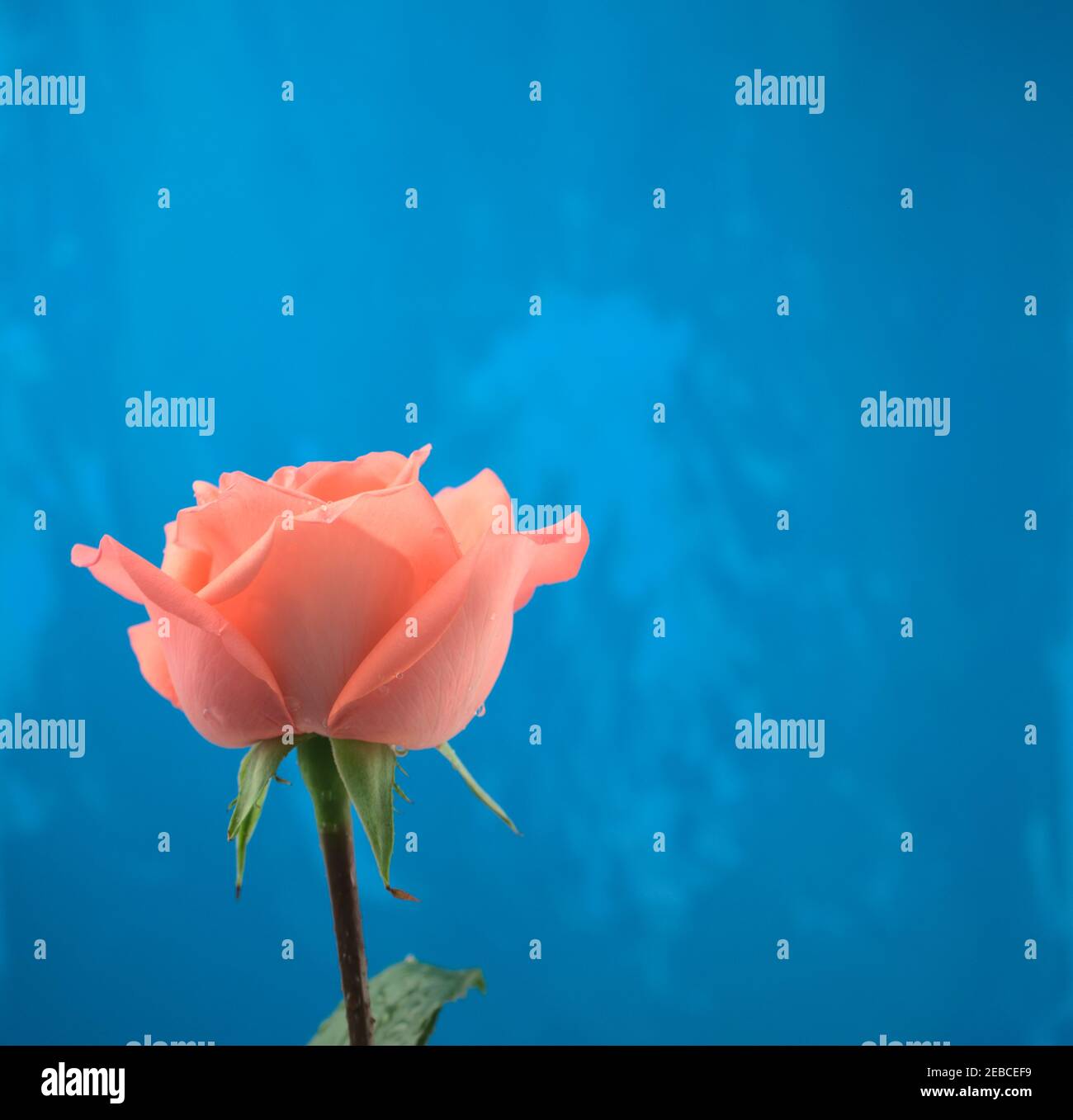 Rosa arancio fiorente rosa con gocce d'acqua e grunge blu acrilico astratto texture sfondo artistico fatto a mano. Spazio di copia. Testa sopra, vista laterale. Foto Stock