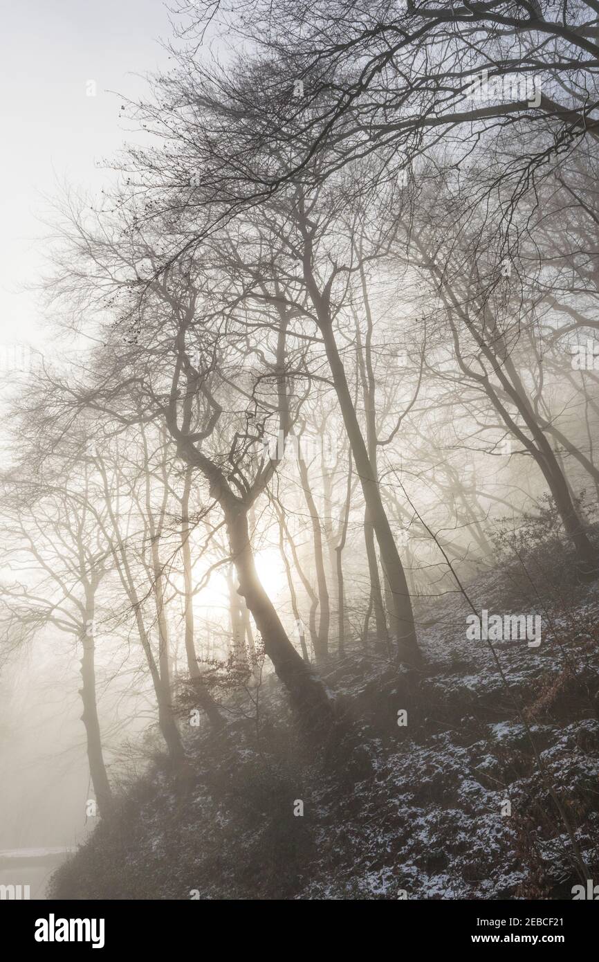 Sole che splende attraverso la nebbia e gli alberi in inverno sul canale a Llanfoist, Galles, Regno Unito Foto Stock