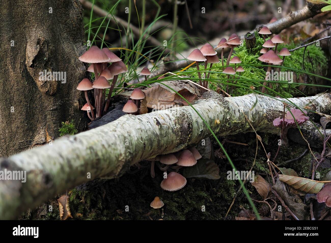 Il Burgundydrop Bonnet (Mycena haematopus) è un fungo non commestibile , una foto intrestibile Foto Stock