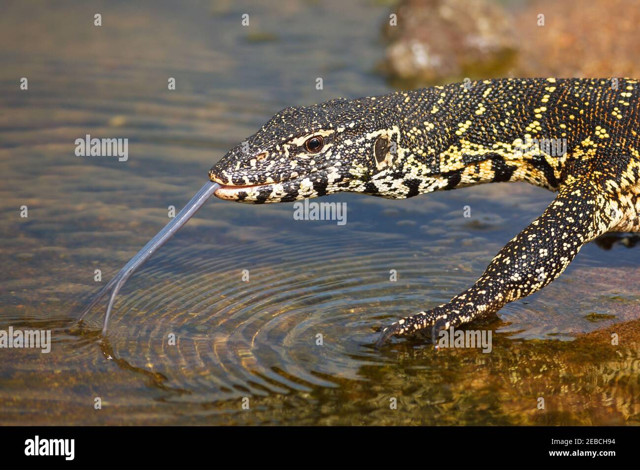 Water Monitor, Varanus niloticus, giovani, Letaba District, Kruger National Park, Sudafrica Foto Stock