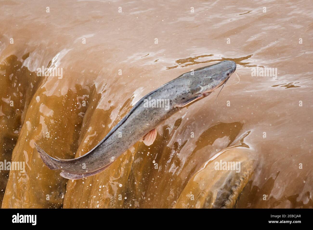 Catfish a denti affilati, Clarias gariepinus, salendo, acqua che scorre su bassa stramazzo a seguito di forti piogge, Kruger National Park, Sudafrica Foto Stock