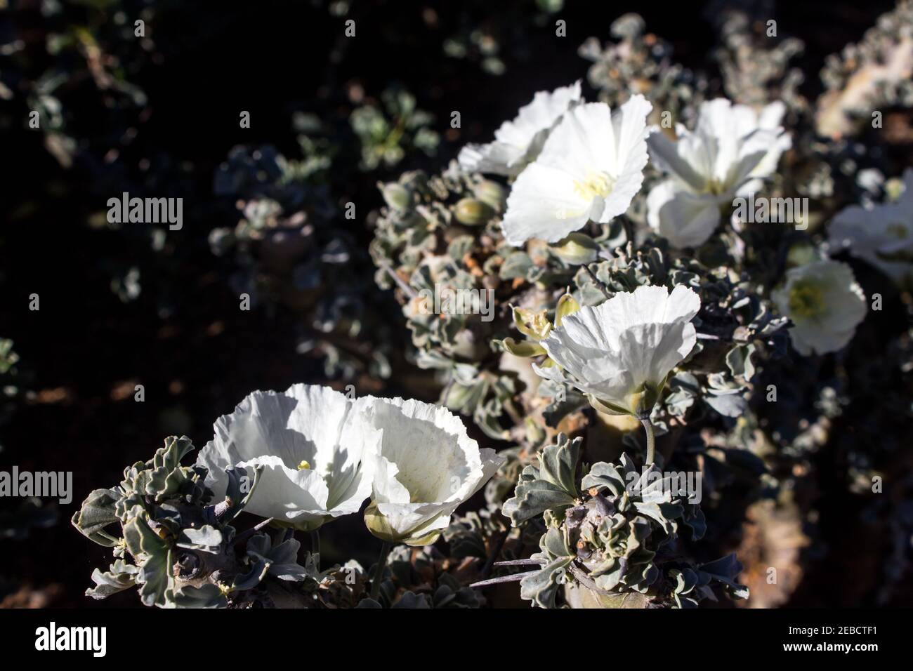 Grandi fiori bianchi del Sarcocaulon Geraniaceae, conosciuto anche come la candela del Bashman; Foto Stock