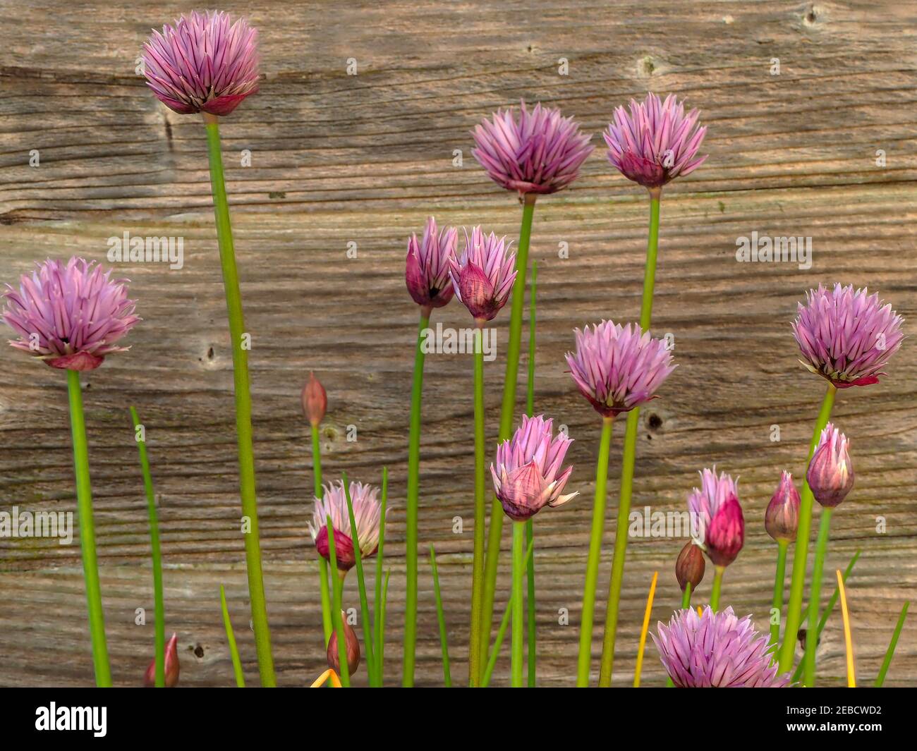 Graziosi fiori e boccioli porpora accanto a un giardino di legno recinzione Foto Stock