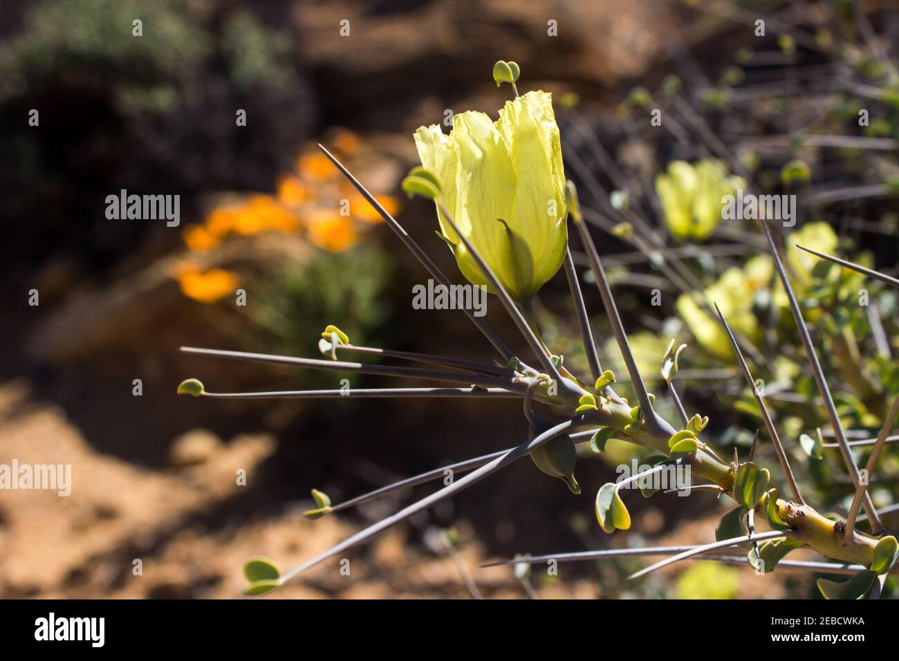 Il delicato grande fiore giallo del Sarcocaulon Crassicaule, noto come la candela del Bushman, circondato dalle sue grandi spine Foto Stock