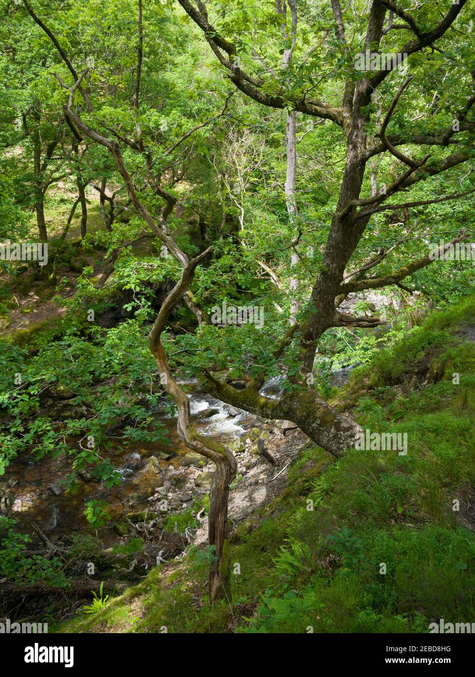 Un albero di quercia che cresce sui ripidi lati del burrone sopra il fiume Afon Mellte nel parco nazionale Bannau Brycheiniog (Brecon Beacons) vicino a Ystradfellte, Powys, Galles. Foto Stock