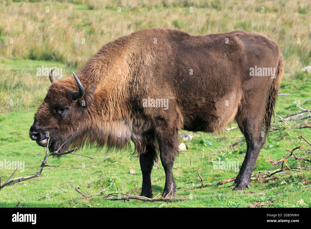 Il bisonte europeo, Bison bonasus Foto Stock