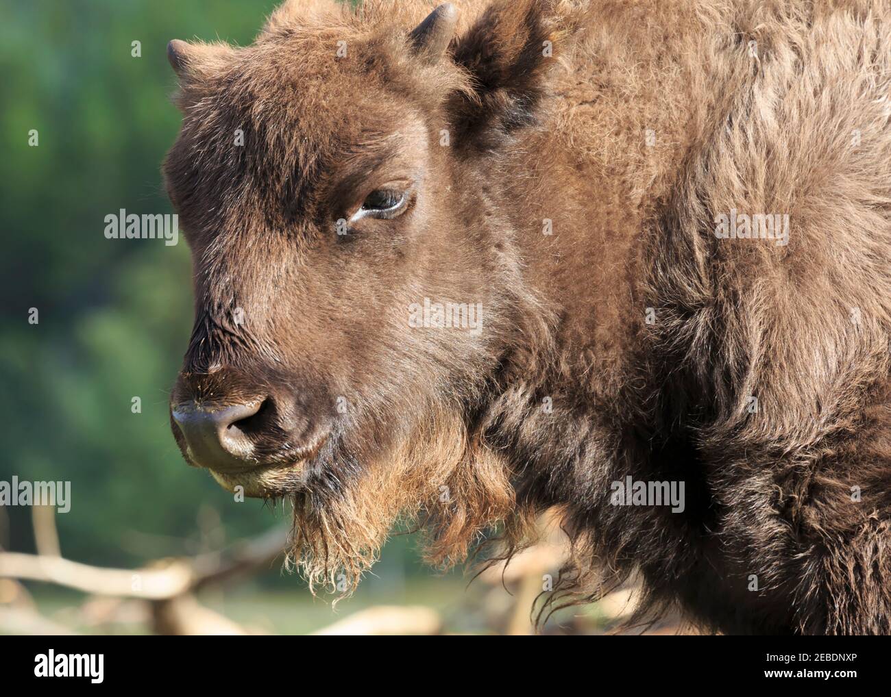 Il bisonte europeo, Bison bonasus, capretti Foto Stock