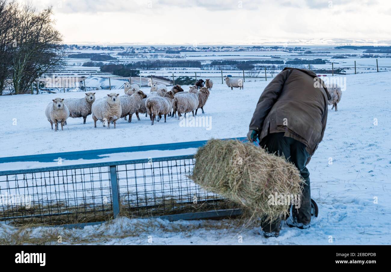 Coltivatore con fieno per pecore delle Shetland in pezzetti di razza pura in inverno, Lothian orientale, Scozia, Regno Unito Foto Stock