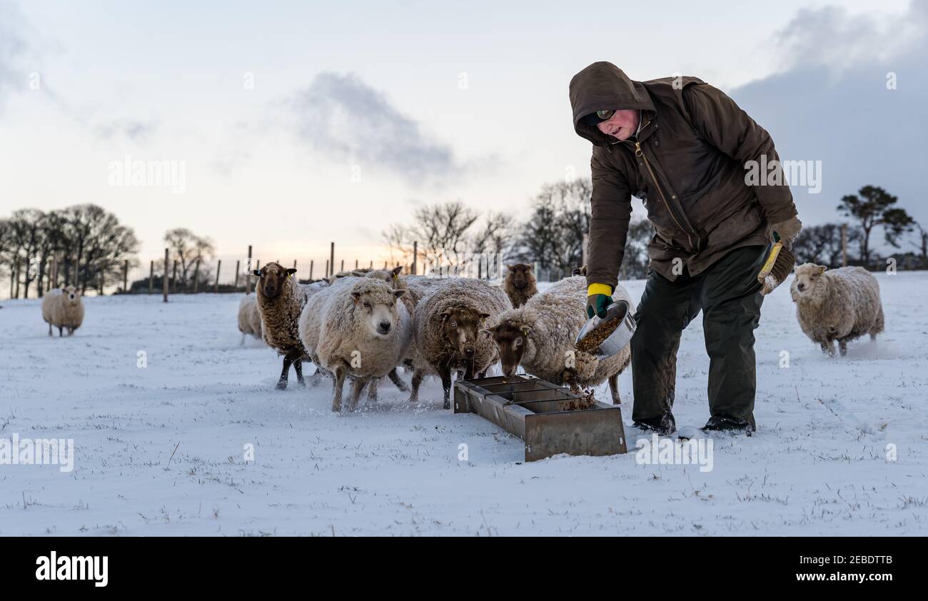 Allevatore che alimenta pecore Shetland in gravidanza di razza pura nella neve d'inverno, Lothian orientale, Scozia, Regno Unito Foto Stock