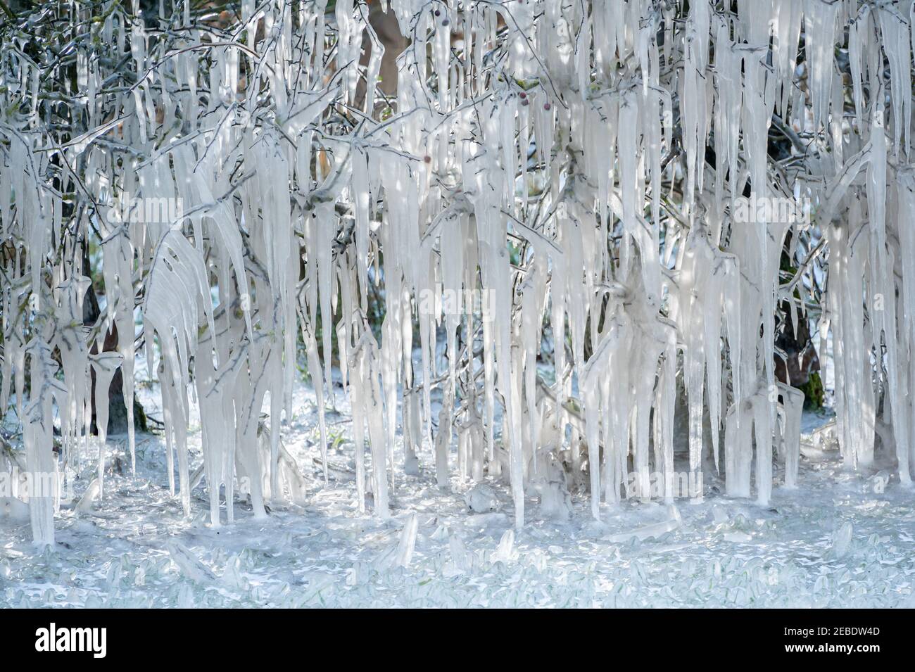 Molto Hadham, Hertfordshire, Regno Unito. 12 Feb 2021. Tempo freddo, forma di icicles di rami di albero dall'acqua in pozzanghere a bordo strada che viene spruzzato dalle automobili di passaggio. Molto Hadham, Hertfordshire, Regno Unito. 12 Feb 2021 Credit: Andi Edwards/Alamy Live News Foto Stock