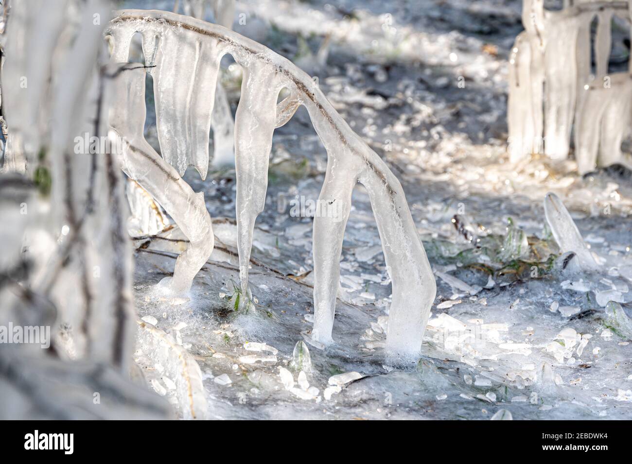 Molto Hadham, Hertfordshire, Regno Unito. 12 Feb 2021. Tempo freddo, forma di icicles di rami di albero dall'acqua in pozzanghere a bordo strada che viene spruzzato dalle automobili di passaggio. Molto Hadham, Hertfordshire, Regno Unito. 12 Feb 2021 Credit: Andi Edwards/Alamy Live News Foto Stock