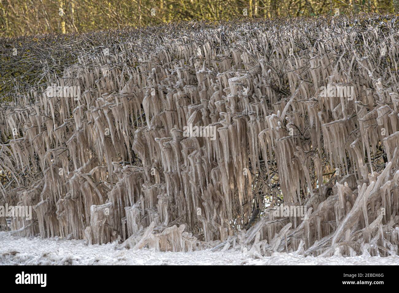 Molto Hadham, Hertfordshire, Regno Unito. 12 Feb 2021. Tempo freddo, forma di icicles di rami di albero dall'acqua in pozzanghere a bordo strada che viene spruzzato dalle automobili di passaggio. Molto Hadham, Hertfordshire, Regno Unito. 12 Feb 2021 Credit: Andi Edwards/Alamy Live News Foto Stock