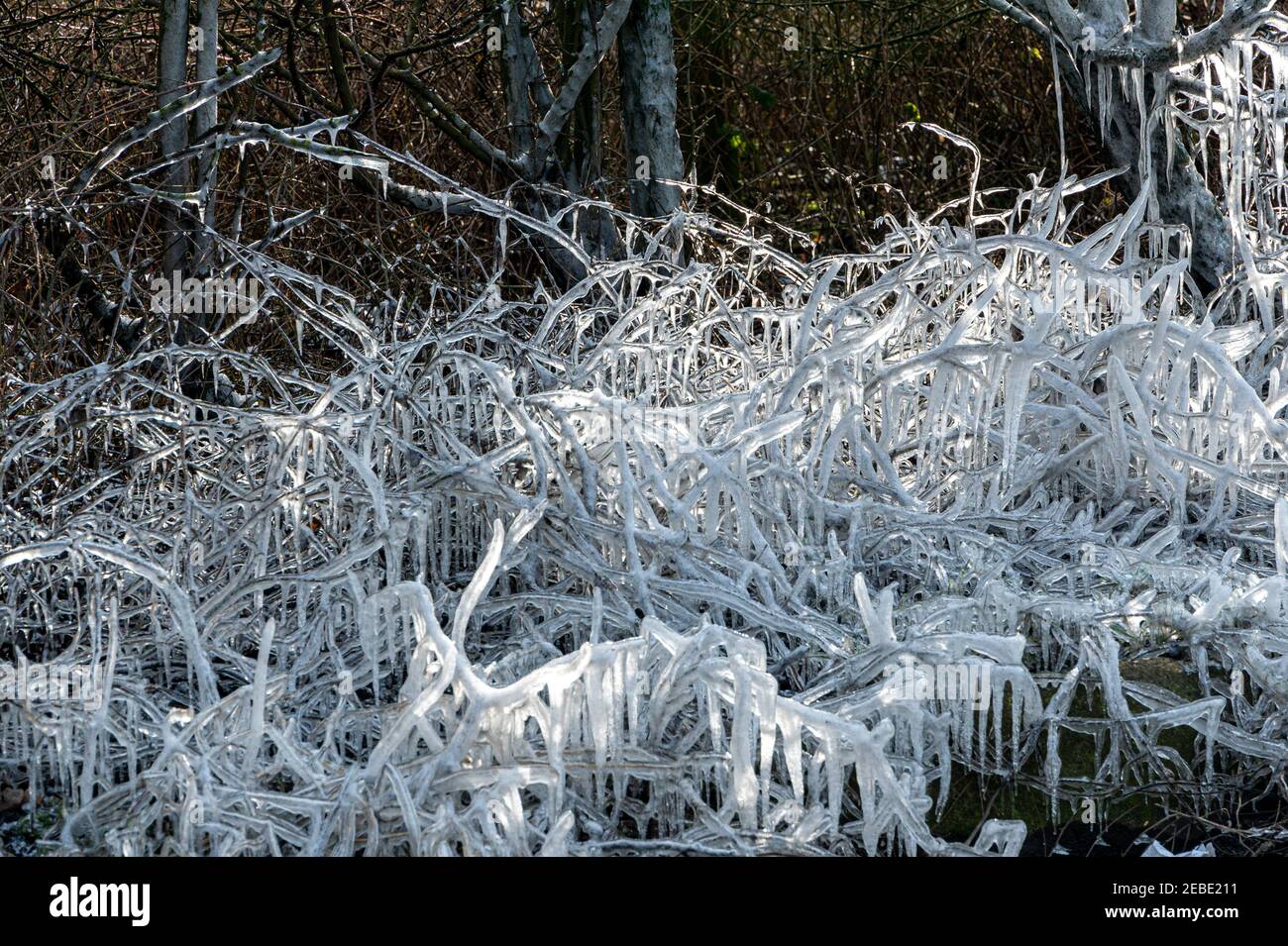 Molto Hadham, Hertfordshire, Regno Unito. 12 Feb 2021. Tempo freddo, forma di icicles di rami di albero dall'acqua in pozzanghere a bordo strada che viene spruzzato dalle automobili di passaggio. Molto Hadham, Hertfordshire, Regno Unito. 12 Feb 2021 Credit: Andi Edwards/Alamy Live News Foto Stock
