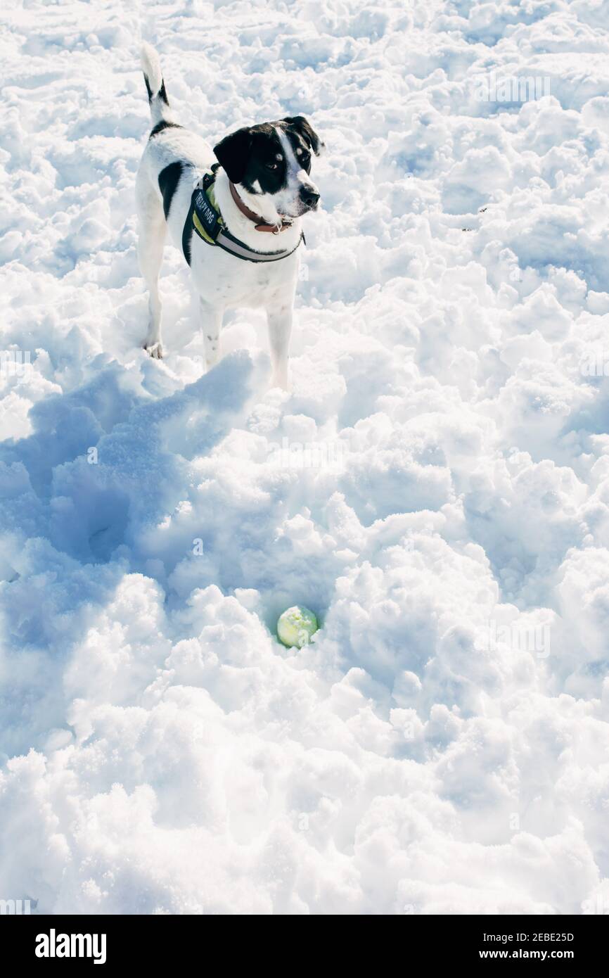 Cane che gioca con una palla nella neve Foto Stock
