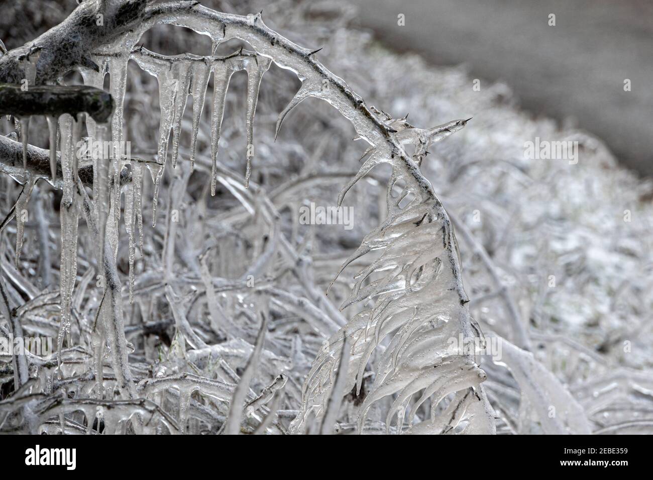 Molto Hadham, Hertfordshire, Regno Unito. 12 Feb 2021. Tempo freddo, forma di icicles di rami di albero dall'acqua in pozzanghere a bordo strada che viene spruzzato dalle automobili di passaggio. Molto Hadham, Hertfordshire, Regno Unito. 12 Feb 2021 Credit: Andi Edwards/Alamy Live News Foto Stock