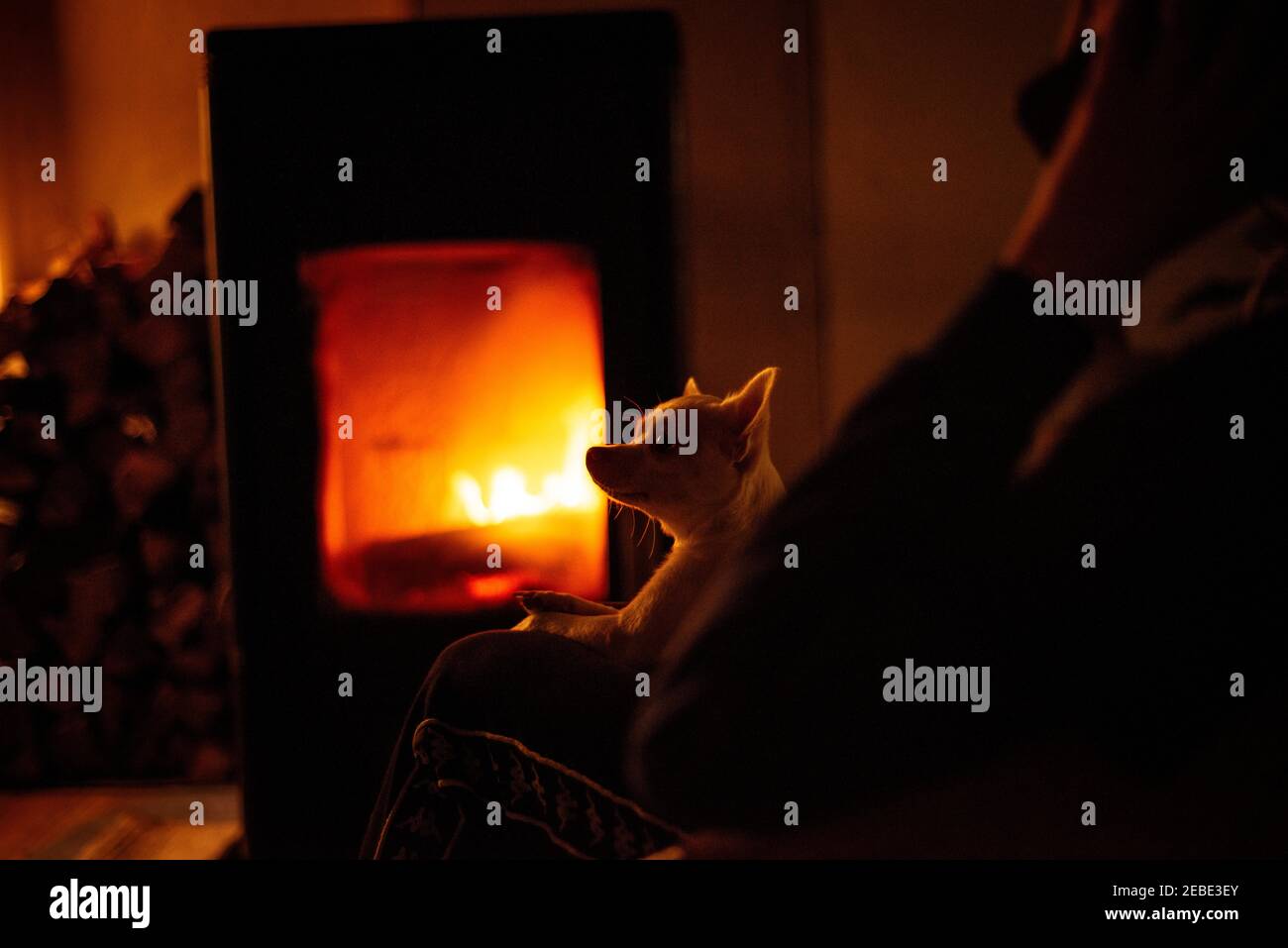 La persona parla al telefono da fuoco caldo in sera con chihuahua sul giro Foto Stock