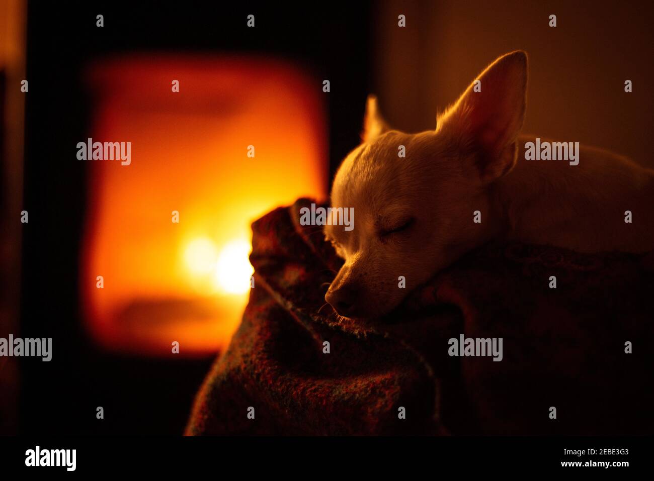 Carino piccolo cane bianco dorme su coperta di fronte caminetto caldo Foto Stock