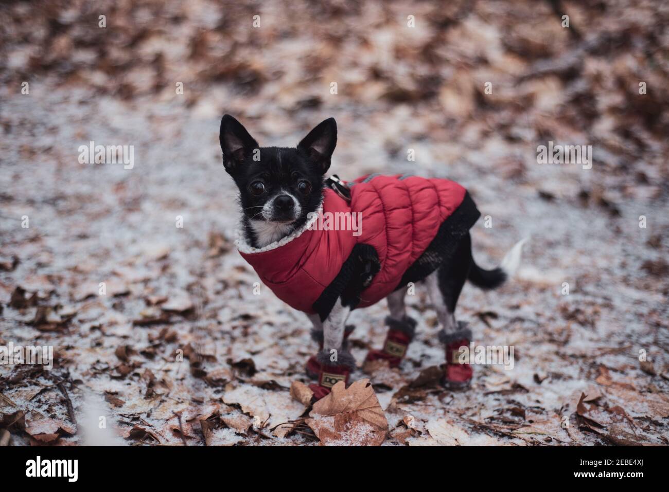 Minuscolo chihuahua bianco e nero in giacca e stivali invernali in foglie di neve Foto Stock