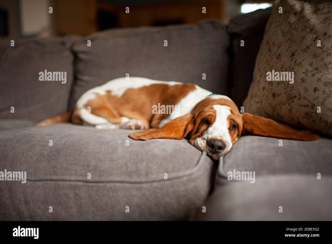 Basset Hound Puppy con lunghe orecchie dorme sul divano a. casa Foto Stock