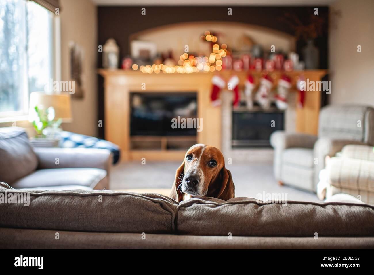 Basset Hound cane peek testa sopra divano in soggiorno a casa Foto Stock