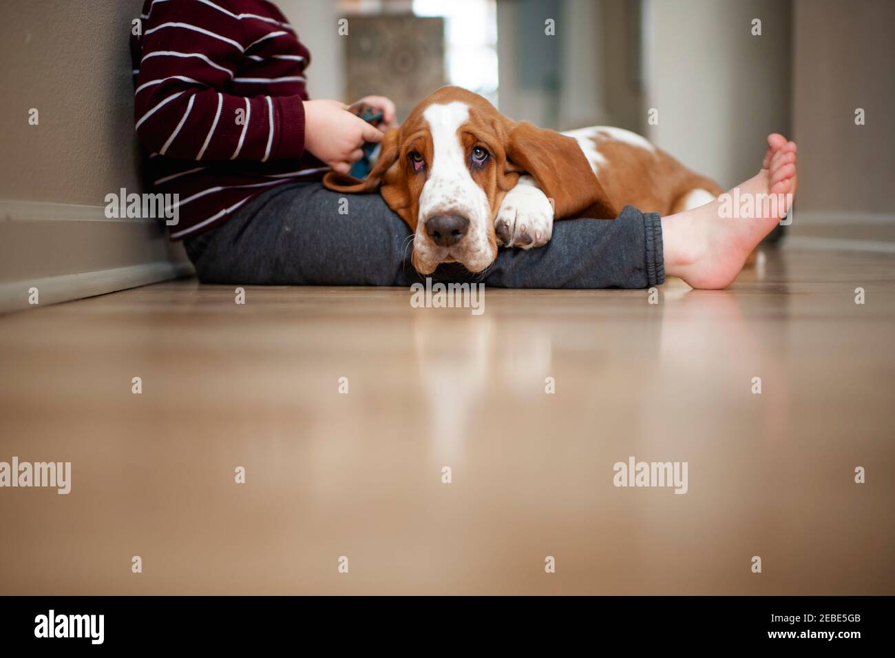 Basset cane cucciolo hound si adagia sulle gambe del bambino sul pavimento a casa Foto Stock