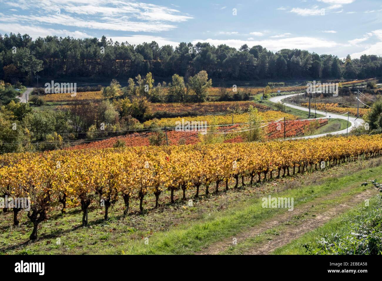 Vigneti - stessa vista, stagioni diverse - Languedoc, Francia meridionale. Foto Stock