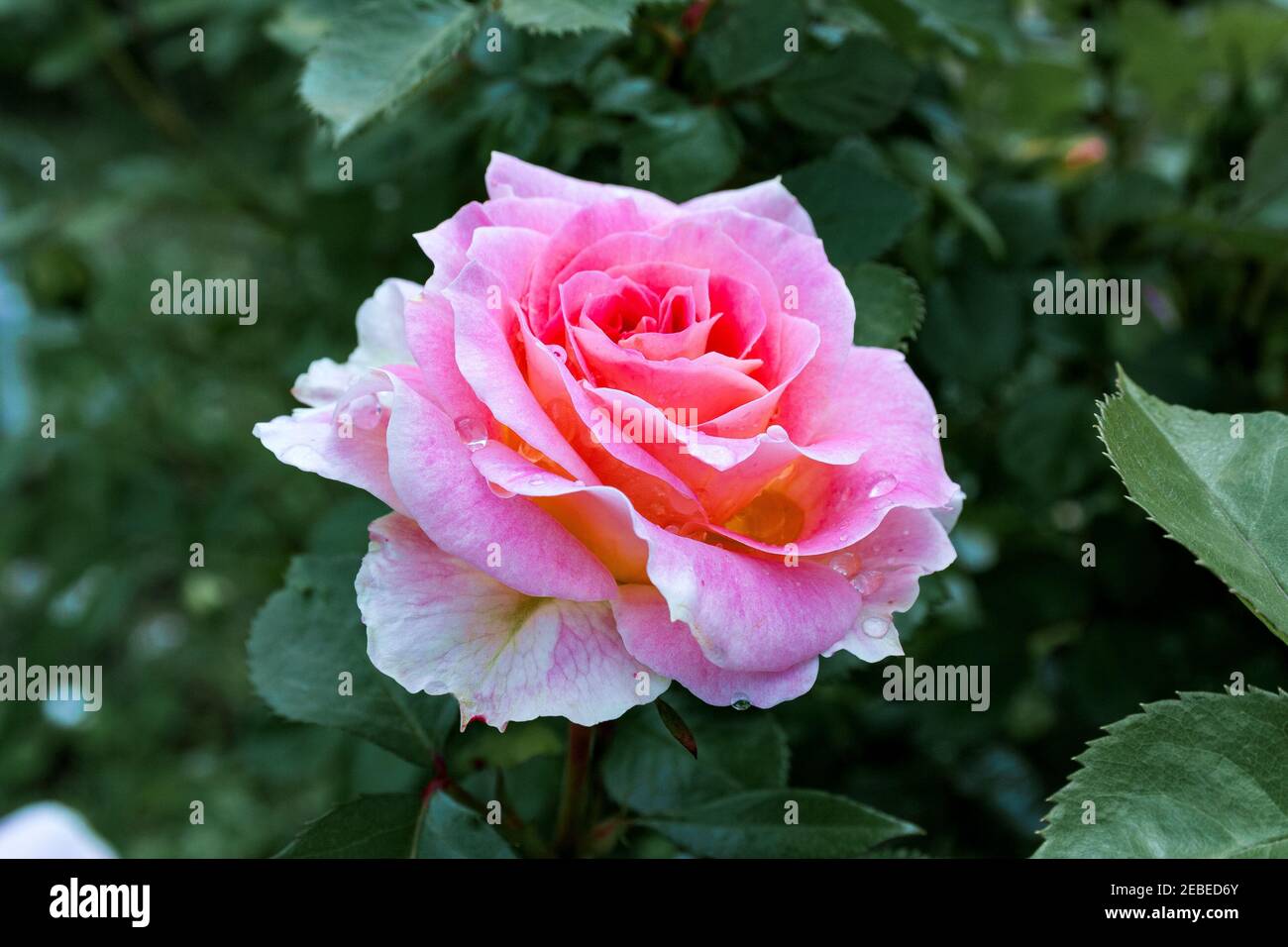 Completamente aperto, delicatamente rosa con molte sfumature di bella pianta di fiori di rosa Foto Stock