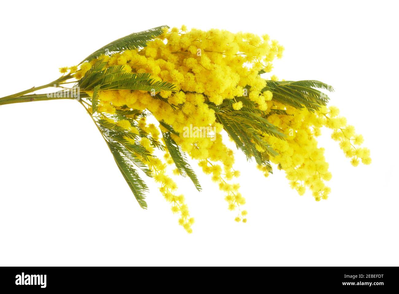 Mimose giallo primavera fiore brunch isolato su sfondo bianco. Foto Stock