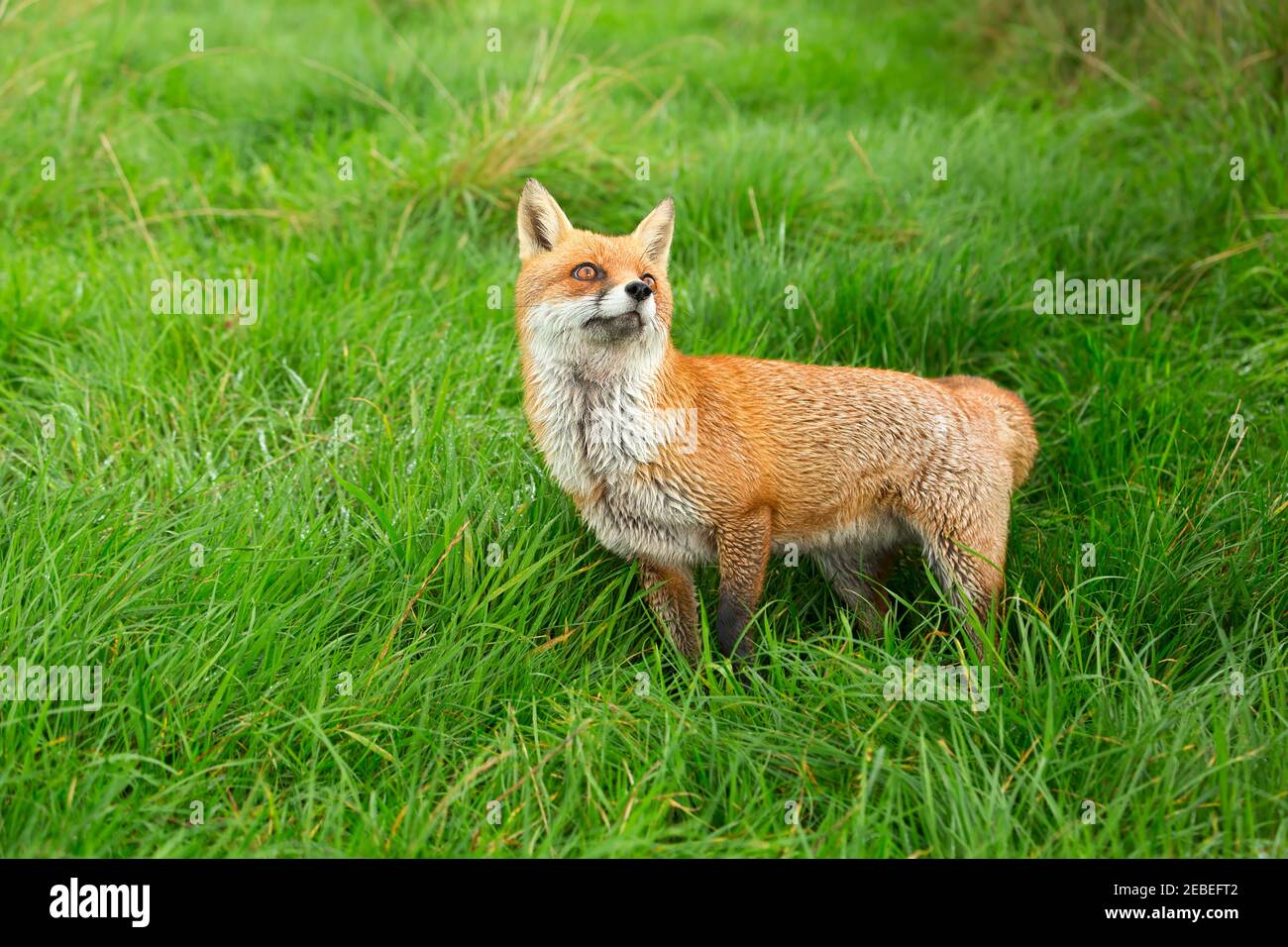 Red Fox, Vulpes vulpes Foto Stock
