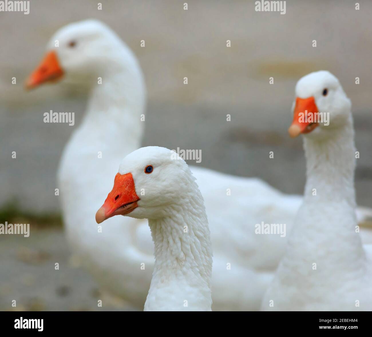 Tre bianchi oche domestiche, Anser anser domesticus o Anser cygnoides Foto Stock