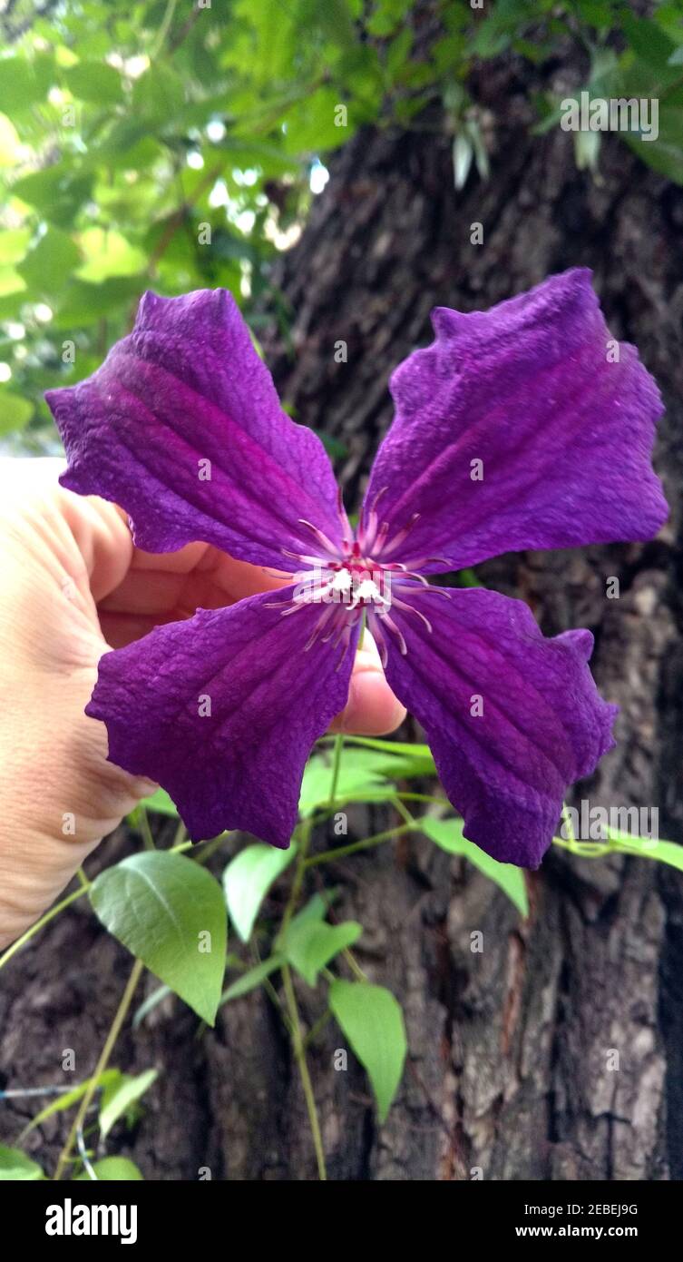 Fiore porpora clematis su fondo di legno. Foto Stock