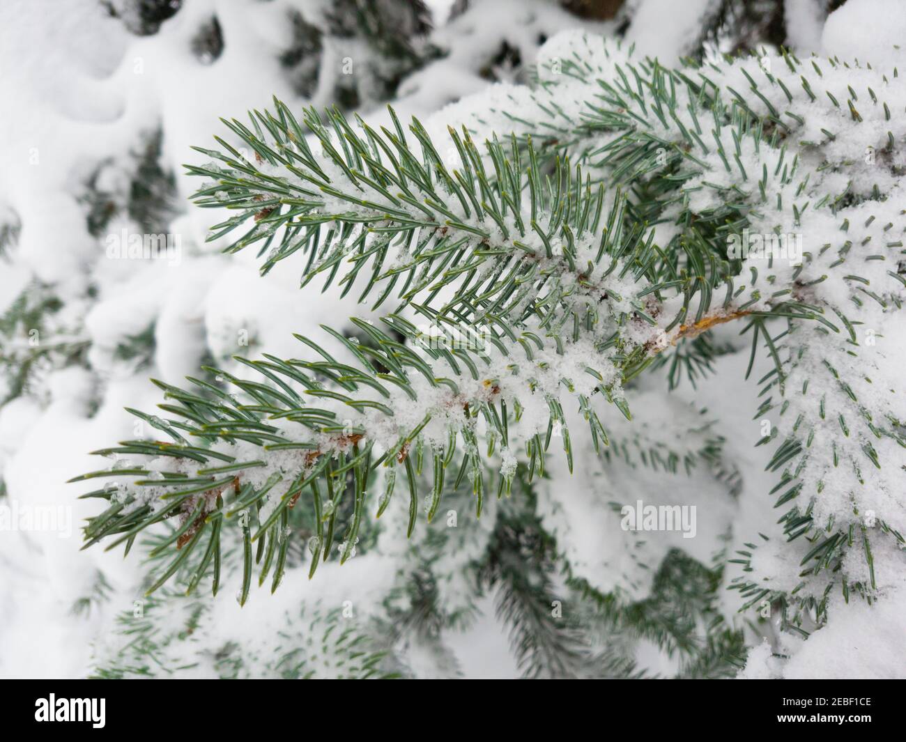 Primo piano del ramo di abete coperto di neve nella foresta invernale. Un vero sfondo invernale e natalizio. Foto Stock