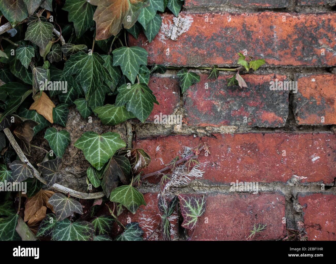 foglie di edera verde su un vecchio sfondo di mattoni rossi Foto Stock