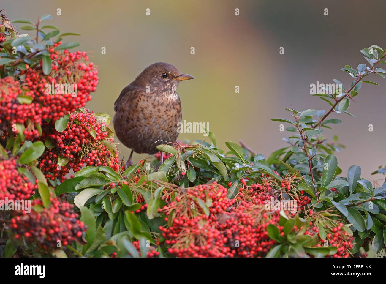 Femmina Blackbird arroccato su Pyracantha con bacche Foresta di Dean REGNO UNITO Foto Stock