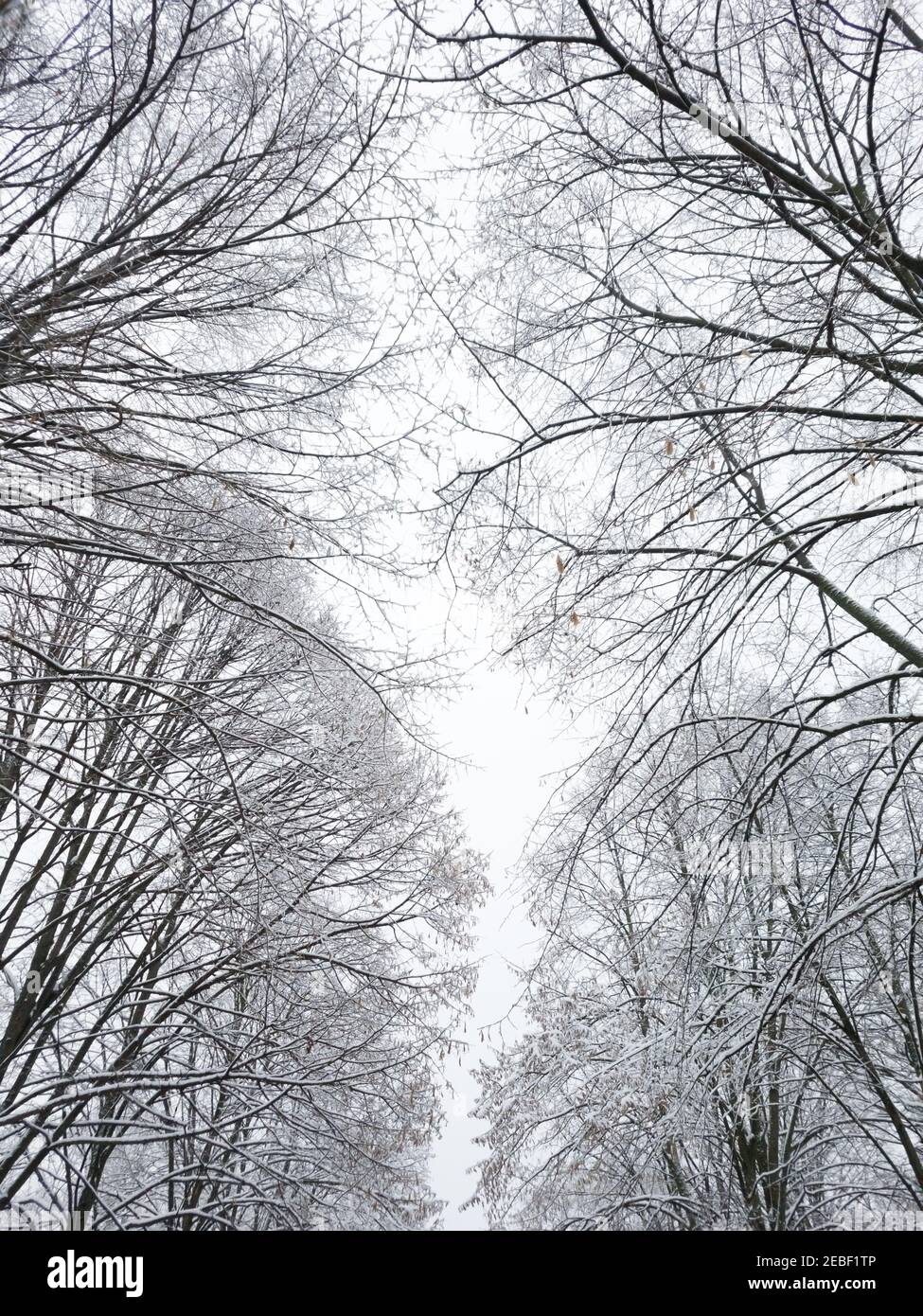 Alberi ricoperti di neve con cielo nuvoloso sullo sfondo. Inverno innevato in un parco cittadino Foto Stock