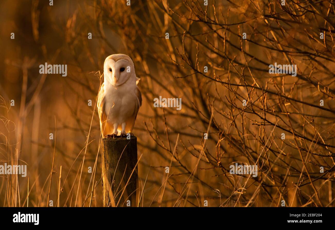 Preston, Lancashire.UK UN gufo di fienile a caccia al tramonto in terreni agricoli vicino Preston, Lancashire. Hanno un'udito incredibilmente sensibile e la capacità di vedere i movimenti con poca luce. Credit: John Eveson/Alamy Live News Foto Stock