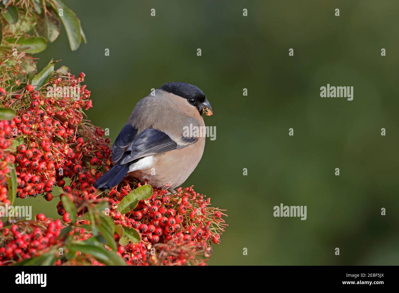 Maschio Eurasian Bullfinch arroccato su Pyracantha con bacche Foresta di Dean UK Foto Stock