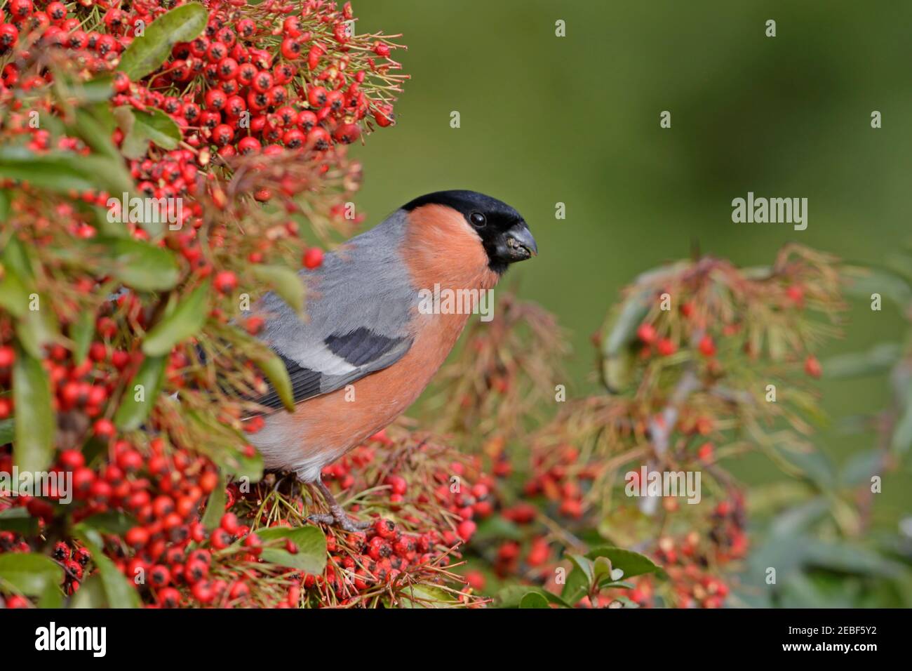 Maschio Eurasian Bullfinch arroccato su Pyracantha con bacche Foresta di Dean UK Foto Stock