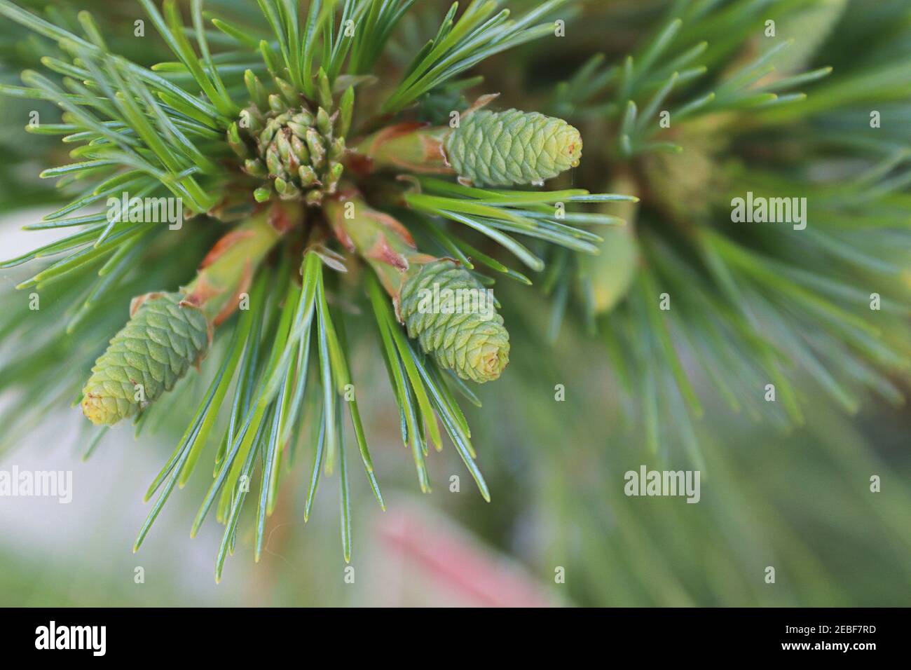 Macro di piccoli coni che si formano su un pino Algonquin Pillar albero Foto Stock