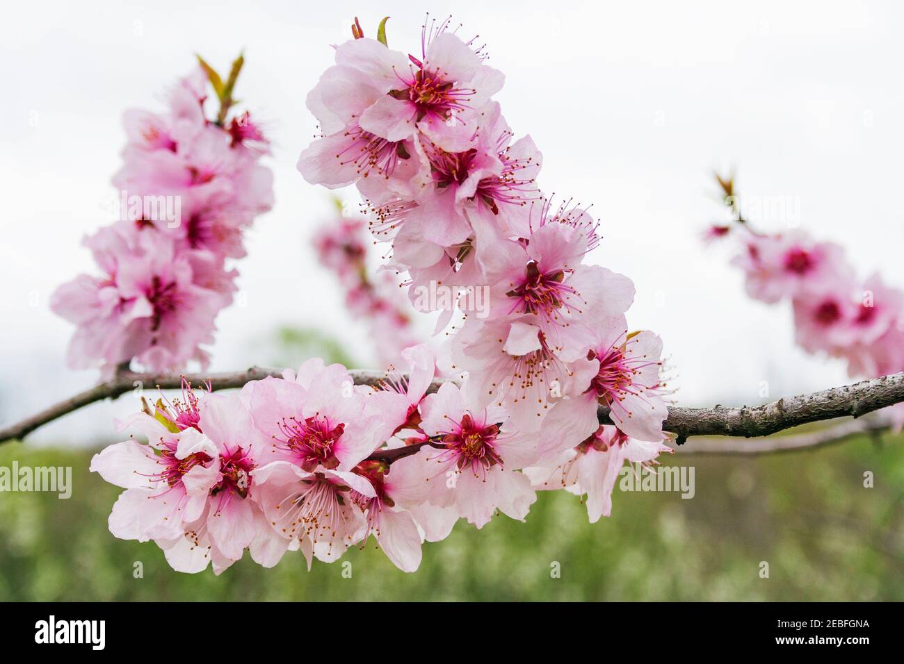 rami di alberi di frutta di pesca durante la fioritura con fiori Foto Stock