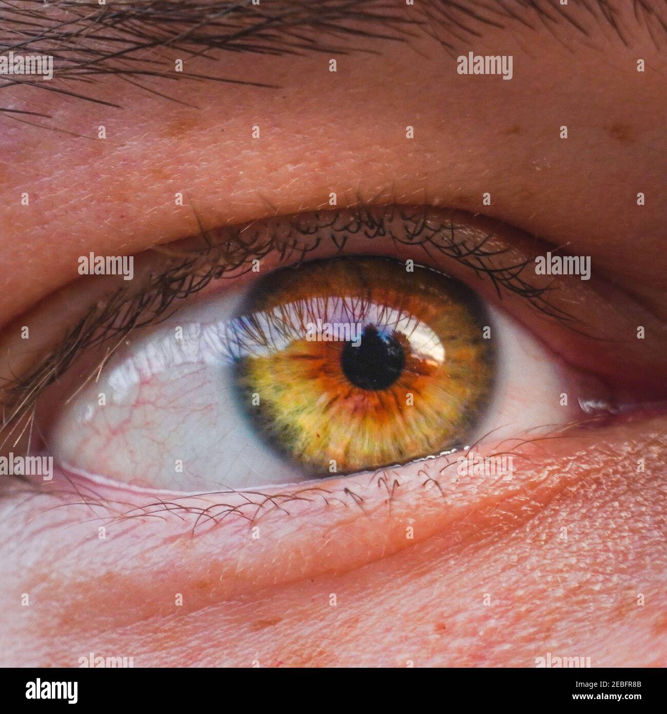 Occhi nocciola immagini e fotografie stock ad alta risoluzione - Alamy