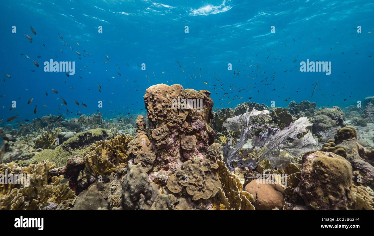 Stagcape con corallo gorgoniano nella barriera corallina del Mar dei Caraibi, Curacao Foto Stock